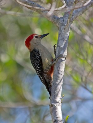 Golden-fronted Woodpecker _2157014.jpg
