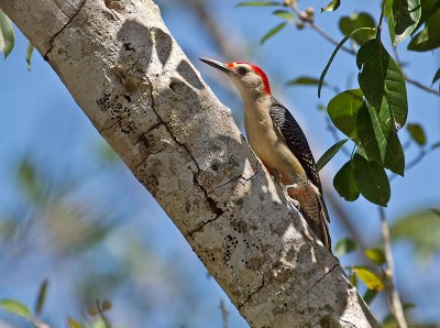 Golden-fronted Woodpecker _2227739.jpg