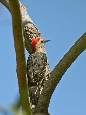 Golden-fronted Woodpecker _2227747.jpg