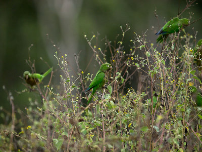 Olive-throated Parakeets _2126313.jpg
