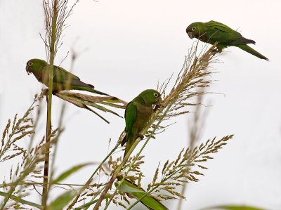 Olive-throated Parakeets _2136350.jpg
