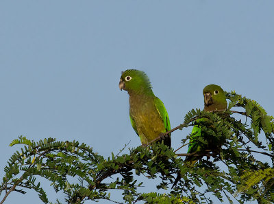 Olive-throated Parakeets _2177346.jpg