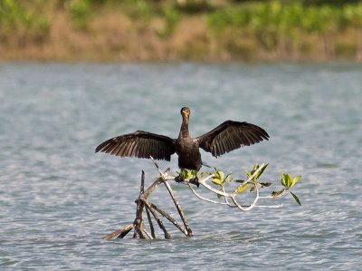 Double-crested Cormorant _2237893.jpg