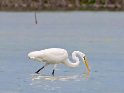 Great Egret _2146801.jpg