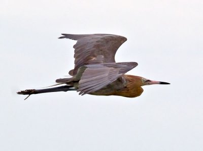 Reddish Egret _2146783.jpg