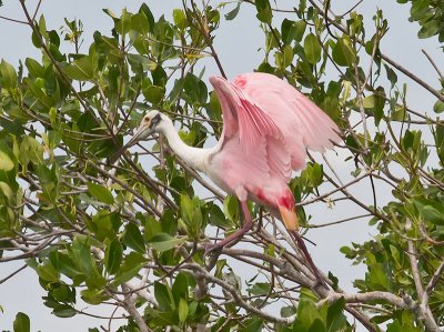 Roseate Spoonbill _2146563.jpg