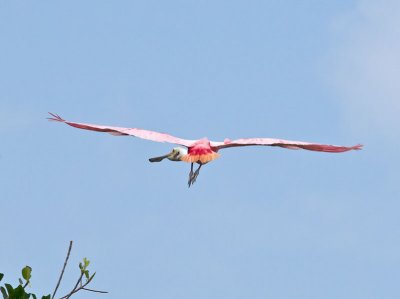 Roseate Spoonbill _2146605.jpg