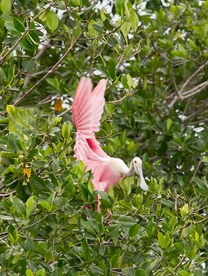 Roseate Spoonbill _2146609.jpg