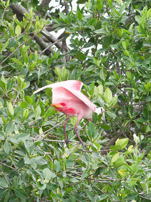 Roseate Spoonbill _2146616.jpg