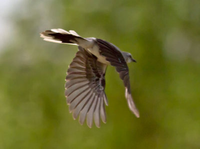 Tropical Mockingbird _2177304.jpg