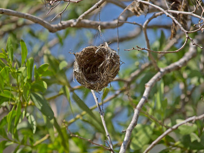 Birds nest _2157029.jpg