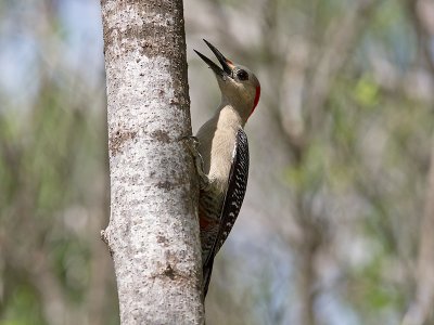Golden-fronted Woodpecker _2268461.jpg