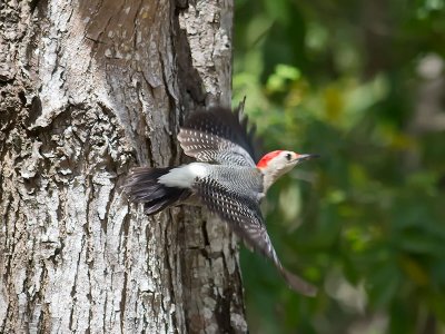 Golden-fronted Woodpecker _2268486.jpg
