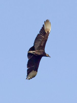 Black Vulture _2278687.jpg