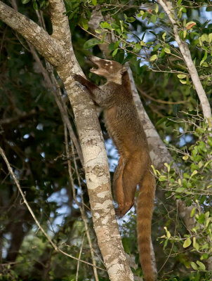 White-nosed Coati _2288824.jpg