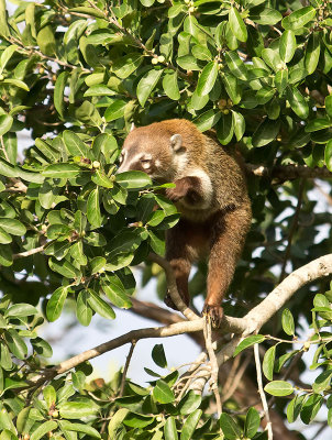 White-nosed Coati _2288896.jpg
