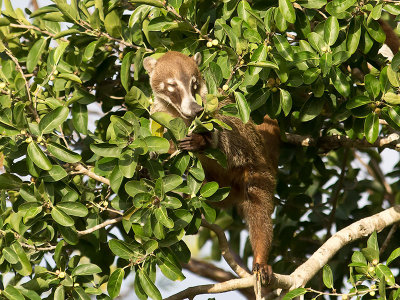 White-nosed Coati _2288897.jpg
