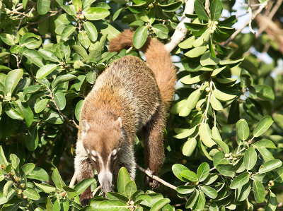 White-nosed Coati _2288914.jpg