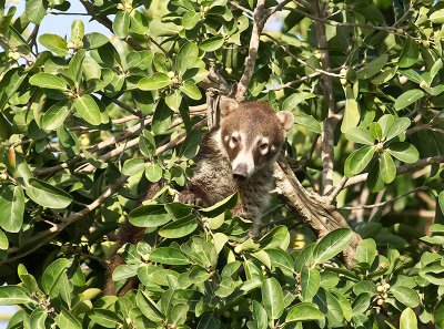 White-nosed Coati _2288940.jpg