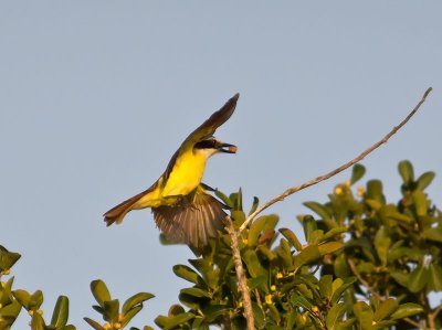 Great Kiskadee _2268364.jpg