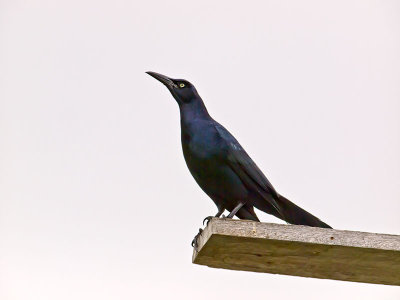 Great-tailed Grackle _2126237.jpg