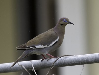 Larger Birds