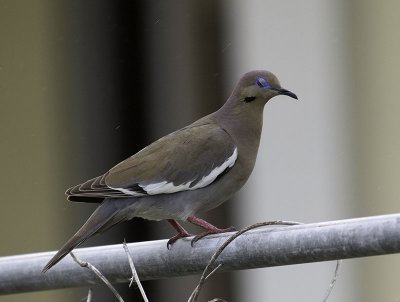 White-winged Dove _2126217.jpg