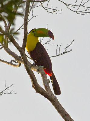 Toucans, Trogons, Aracaris