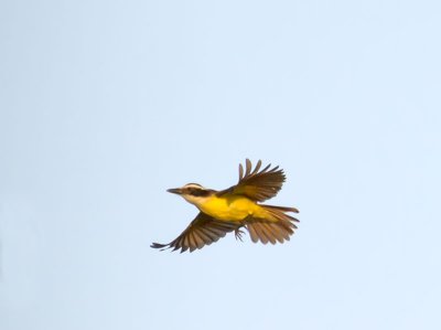Great Kiskadee _2268347.jpg