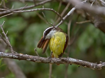 Great Kiskadee _2268410.jpg