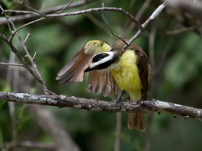Great Kiskadee _2268428.jpg