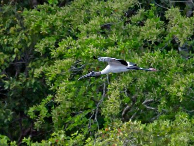 Water and Shore Birds