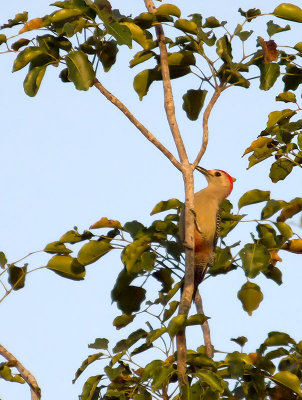 Golden-fronted Woodpecker _2268355.jpg