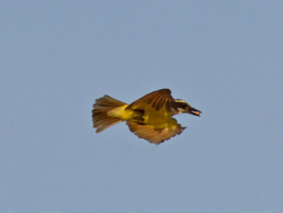 Great Kiskadee _2288806.jpg