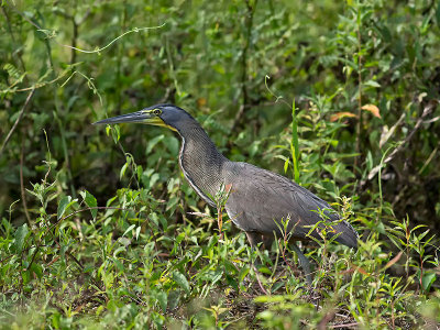 Bare-throated Tiger-heron _3049820.jpg