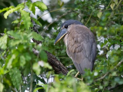 Boat-billed Heron _3049846.jpg