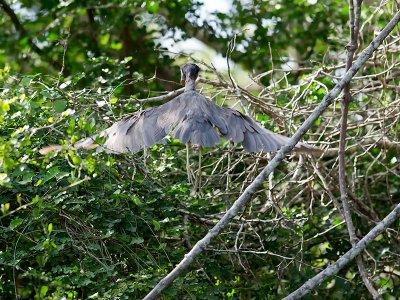 Boat-billed Heron _3049850.jpg