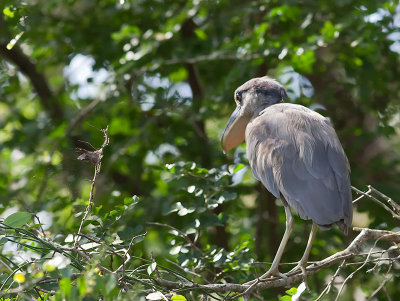 Boat-billed Heron _3049853.jpg