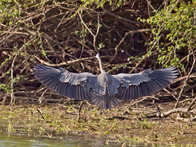 Great Blue Heron _3049642.jpg