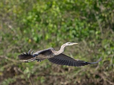 Great Blue Heron _3049669.jpg