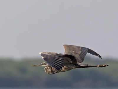 Great Blue Heron _3049676.jpg