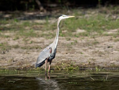 Great Blue Heron _3049696.jpg