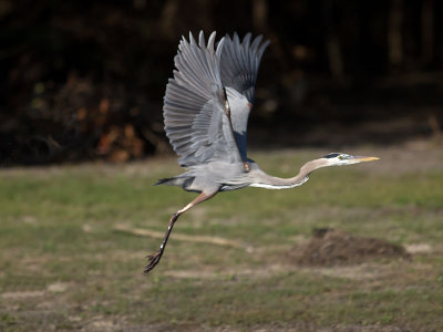 Great Blue Heron _3049699.jpg