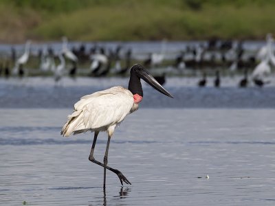 Jabiru Stork _3049883.jpg