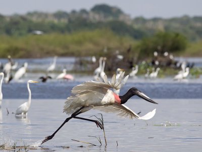 Jabiru Stork _3049885.jpg