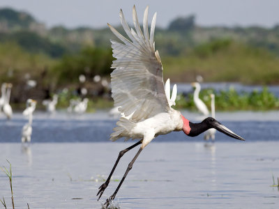 Jabiru Stork _3049886.jpg