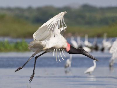 Jabiru Stork _3049887.jpg