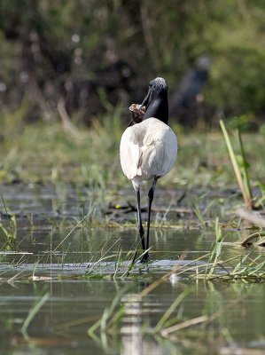 Jabiru Stork with Talipia _3049869.jpg