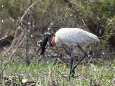 Jabiru Stork with Talipia _3049895.jpg