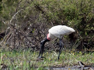 Jabiru Stork with Tilapia _3049908.jpg